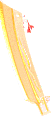 黄金屠龙